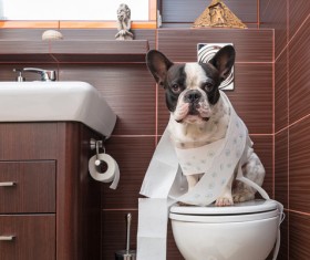 Bulldog sitting on the toilet Stock Photo