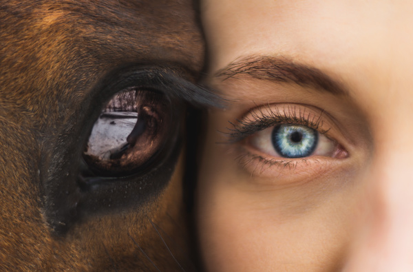 Closeup human eye and horse eye Stock Photo