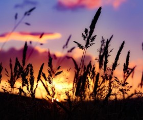 Closeup of wild grass at dusk Stock Photo