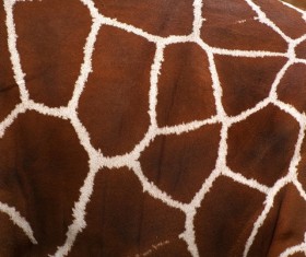 Cortical Decorative pattern Stock Photo