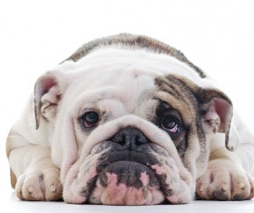 Cute Shar Pei Stock Photo 01