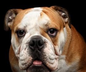 Cute Shar Pei Stock Photo 02