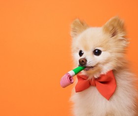 Cute dog wearing a bow tie Stock Photo