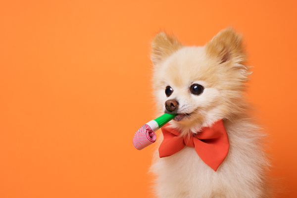 Cute dog wearing a bow tie Stock Photo