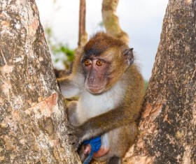Cute wild monkey Stock Photo