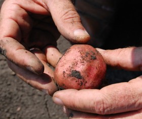 Dig out potatoes Stock Photo