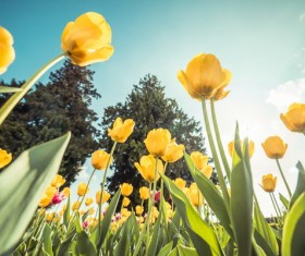Dutch national flower yellow tulips Stock Photo
