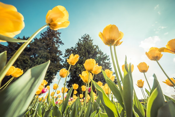 Dutch national flower yellow tulips Stock Photo