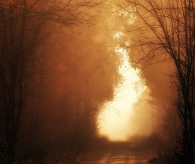 Empty pathway at yellow sunset Stock Photo
