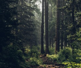 Empty quiet woodland scene Stock Photo