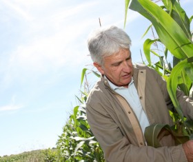Farmer checking corn maturity Stock Photo
