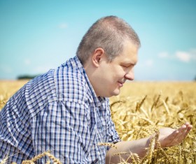 Farmer checking wheat Stock Photo