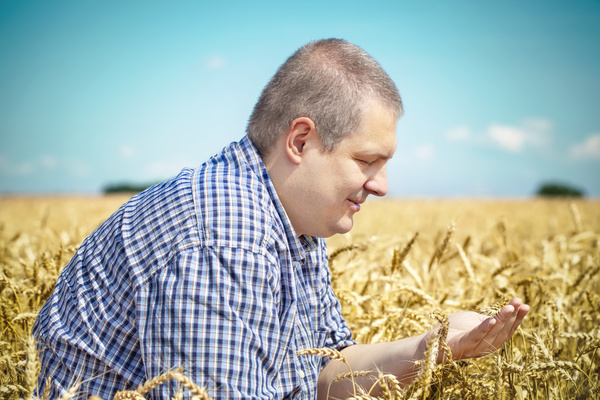 Farmer checking wheat Stock Photo