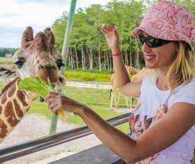 Female tourist feeding giraffe Stock Photo