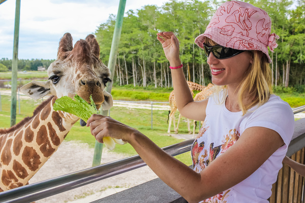 Female tourist feeding giraffe Stock Photo