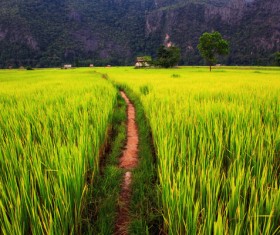 Field landscape Stock Photo 01
