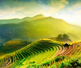 Field landscape Stock Photo 02