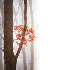 Flowers and trees in misty autumn landscape Stock Photo
