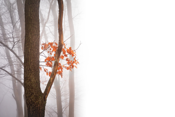 Flowers and trees in misty autumn landscape Stock Photo