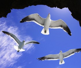 Flying wild birds Stock Photo