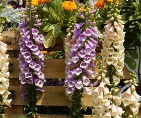 Garden digitalis flowers Stock Photo