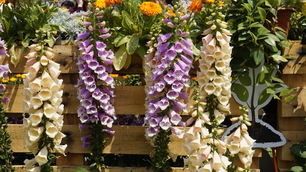 Garden digitalis flowers Stock Photo