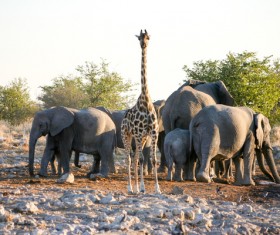 Giraffe and Elephant Stock Photo