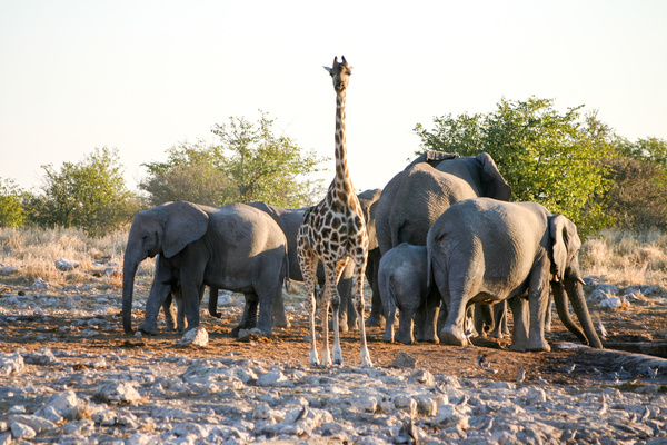 Giraffe and Elephant Stock Photo