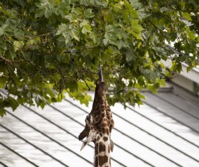 Giraffe eating fresh leaf on tree Stock Photo