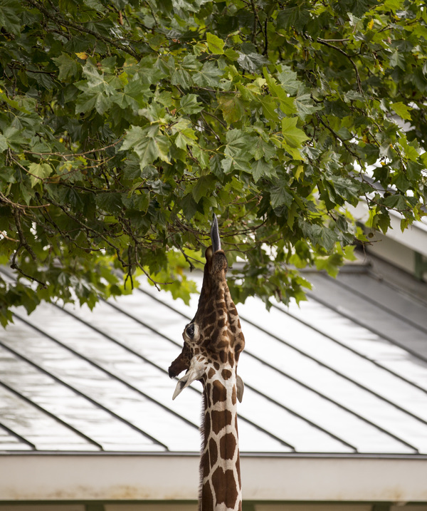 Giraffe eating fresh leaf on tree Stock Photo