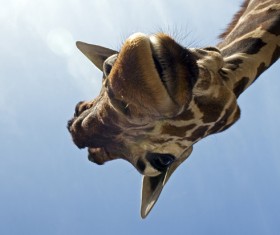 Giraffe head close-up Stock Photo 01