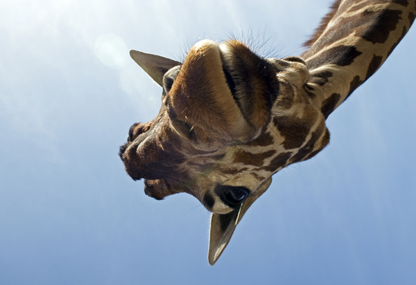 Giraffe head close-up Stock Photo 01