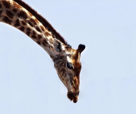Giraffe head close-up Stock Photo 02
