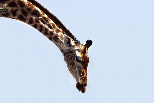 Giraffe head close-up Stock Photo 02