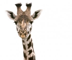 Giraffe head close-up Stock Photo 03