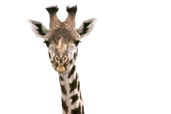Giraffe head close-up Stock Photo 03