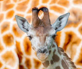 Giraffe head close-up Stock Photo 04