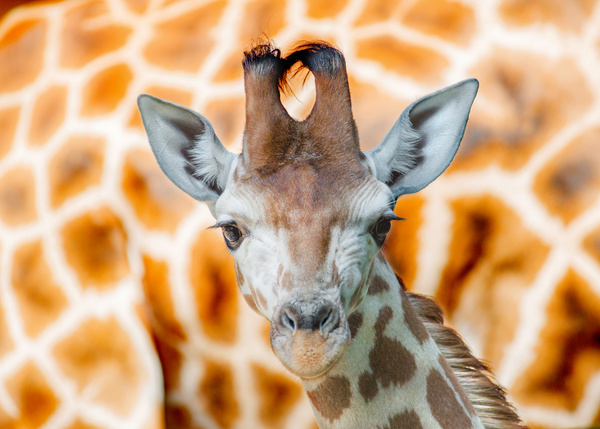 Giraffe head close-up Stock Photo 04