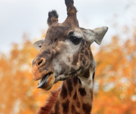 Giraffe head close-up Stock Photo 05