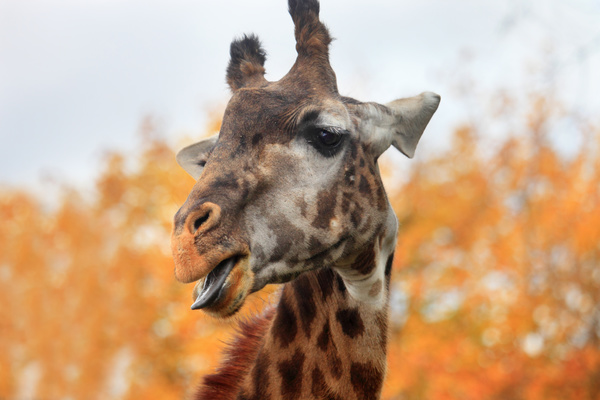 Giraffe head close-up Stock Photo 05