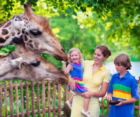 Giraffe in the park Stock Photo