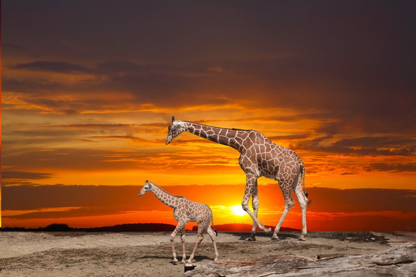 Giraffe mother and child Stock Photo