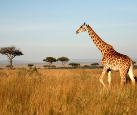 Giraffe on the grassland Stock Photo 01