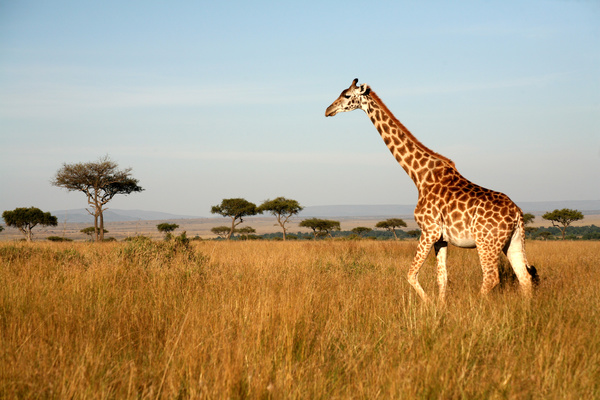 Giraffe on the grassland Stock Photo 01