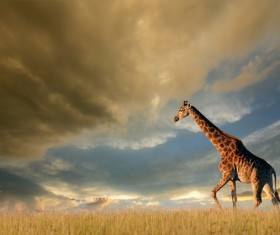 Giraffe on the grassland Stock Photo 02