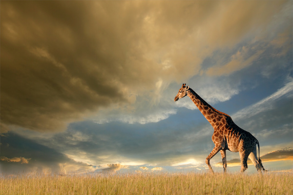 Giraffe on the grassland Stock Photo 02
