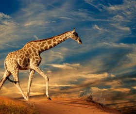 Giraffe on the grassland Stock Photo 03