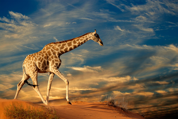 Giraffe on the grassland Stock Photo 03