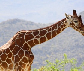Giraffe on the grassland Stock Photo 04