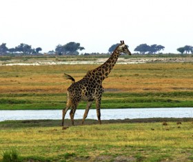 Giraffe on the grassland Stock Photo 05